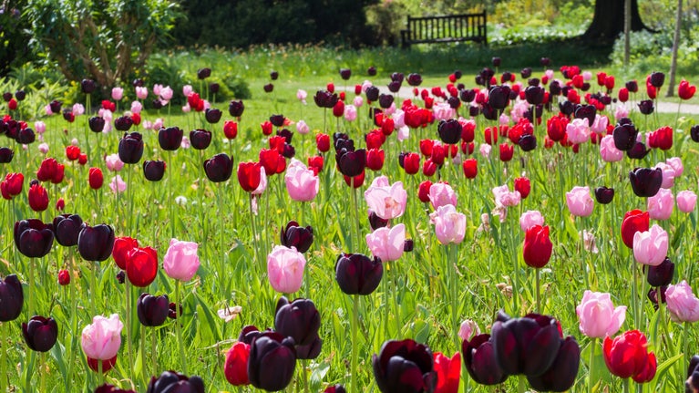 Tulip meadow at Emmetts Garden, Kent